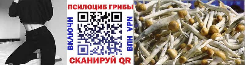 купить  цена  Шимановск  Галлюциногенные грибы Psilocybe 